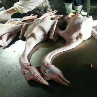 优质白条鹅价格  优质白条鹅 山东冷冻鹅肉 正宗生态散养老鹅 肉鹅