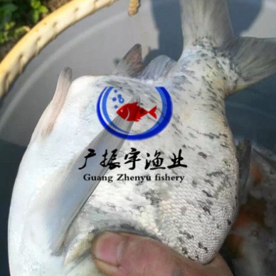 广振宇经营出售黑鱼鱼苗批发淡水石斑价格黑鱼