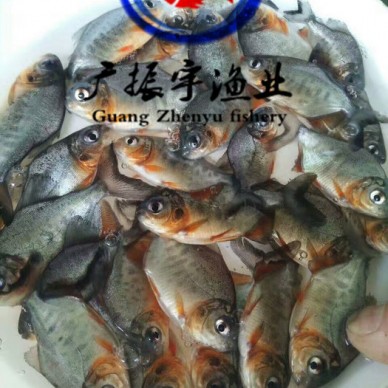 广振宇经营出售鲶鱼鱼苗塘虱价格泥鳅