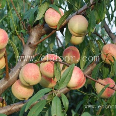 映霜红桃-江苏桃-双宝果树基地直销