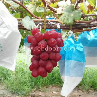 早夏无核葡萄苗种植基地-善田苗木(在线咨询)-葡萄苗种植基地