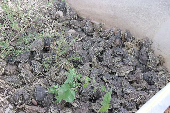 药用蟾蜍养殖项目符合政策要求