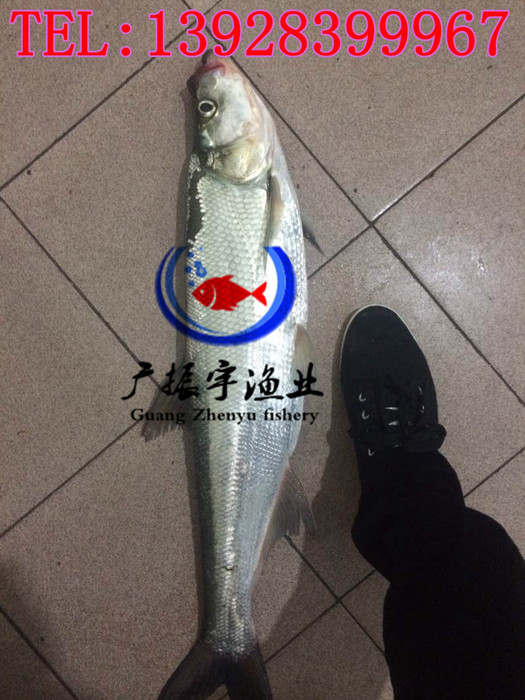 广振宇经营出售鲶鱼鱼苗黑鱼价格鲤鱼