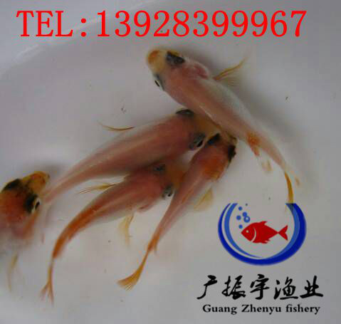 广振宇经营出售塘虱鱼苗红鲤鱼价格鲶鱼