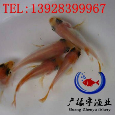 广振宇经营出售塘虱鱼苗红鲤鱼价格鲶鱼