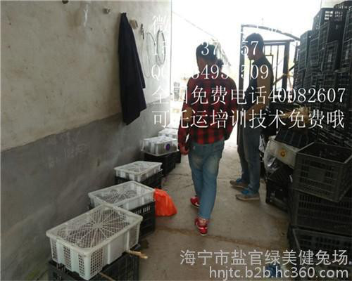 北海农村养殖适合农村发展的项目现货销售