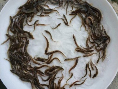 鱼苗养殖 鲶鱼苗 鱼苗 淡水鱼苗厂家