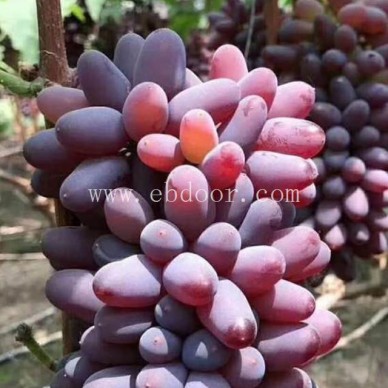 金华葡萄苗培育基地-善田苗木专业培育基地