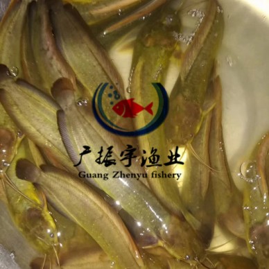 广振宇经营出售鲶鱼鱼苗桂花鱼价格鲤鱼