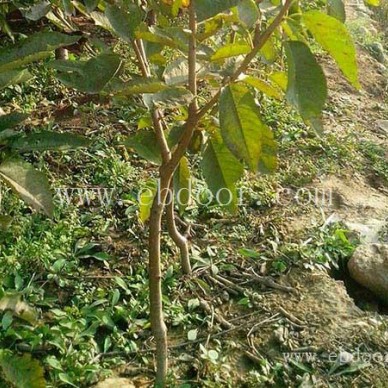 泰安樱桃苗-樱桃苗山东-双宝果树(推荐商家)