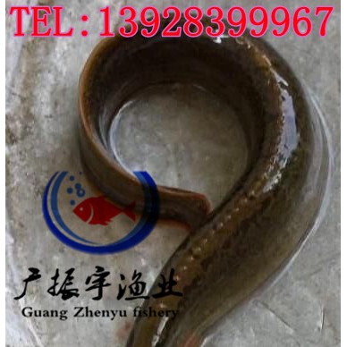 广振宇经营出售黑鱼鱼苗批发鲶鱼价格鲶鱼