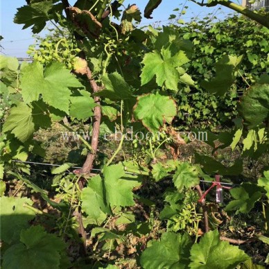特甜葡萄苗基地-金华葡萄苗基地-批发基地【善田苗木】(查看)