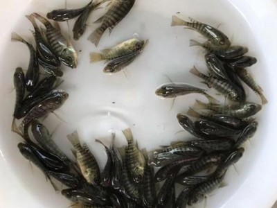 供应 大口鲶鱼苗 大口鲶鱼 鲶鱼苗