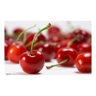 3厘米樱桃苗品种  3厘米车厘子樱桃苗价格