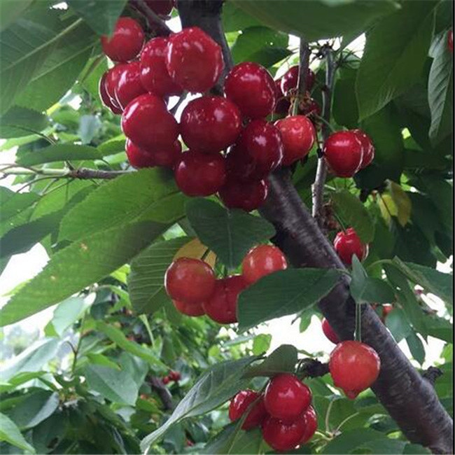 吉塞拉樱桃苗 矮化吉塞拉樱桃苗 品种齐全 大樱桃苗基地