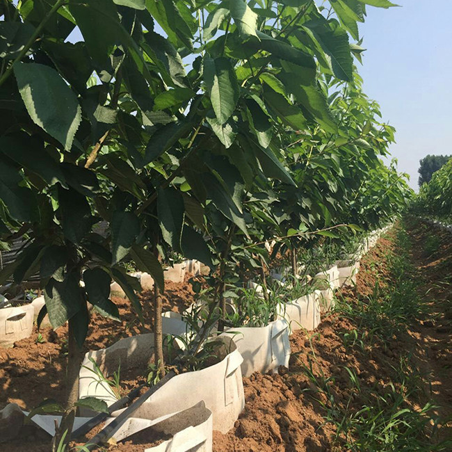 吉塞拉樱桃苗 矮化吉塞拉樱桃苗 早大果樱桃苗 大樱桃苗基地 樱桃苗价格