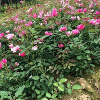 河南红叶小檗市场批发