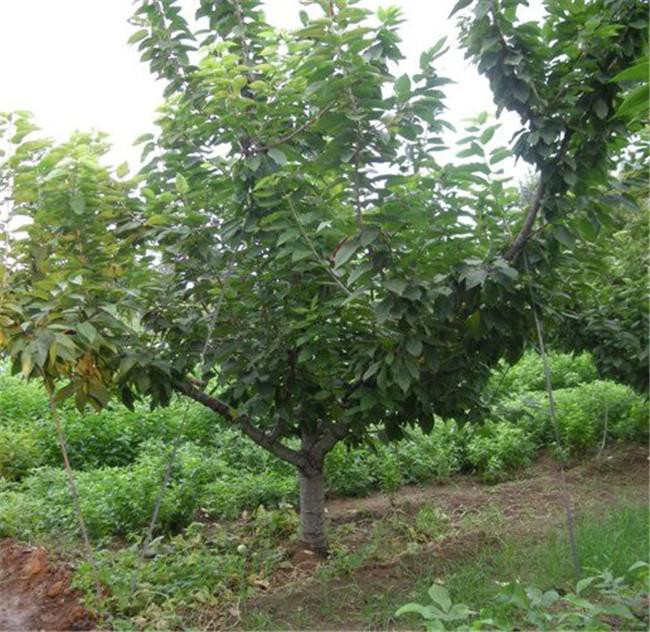 泰安利华 供应优质樱桃苗 吉塞拉樱桃苗批发 樱桃树苗价格