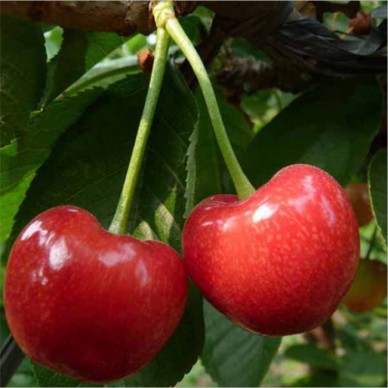 樱桃苗 品种齐全 吉塞拉樱桃苗 红灯樱桃苗 品种优良 基地直销 樱桃苗批发