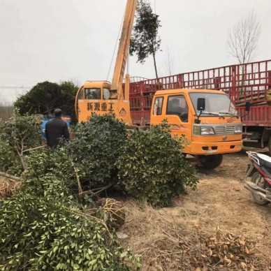 河南新乡大叶女贞农户直销
