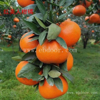 红美人柑橘苗哪家好-四川红美人柑橘苗-扬名苗木品质优良