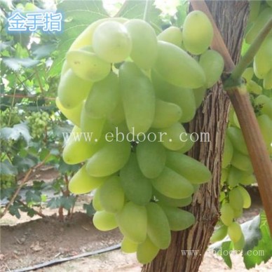 优质葡萄苗价格-浙江葡萄苗价格-批发基地【善田苗木】(查看)