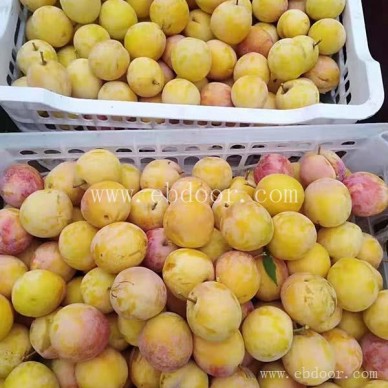 农业生态种植去哪儿-生态种植去哪儿-摘吧家庭农场价格低