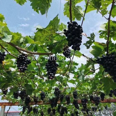 生态种植电话-拓展运动生态种植电话-摘吧家庭农场(推荐商家)