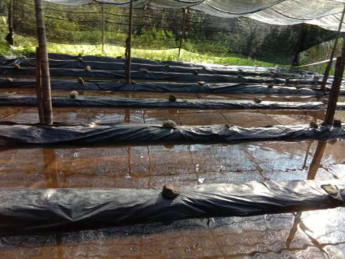 佳鑫石蛙 天然养殖 石蛙 个头肥大