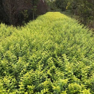 河南2公分石楠森成苗木合作社批发