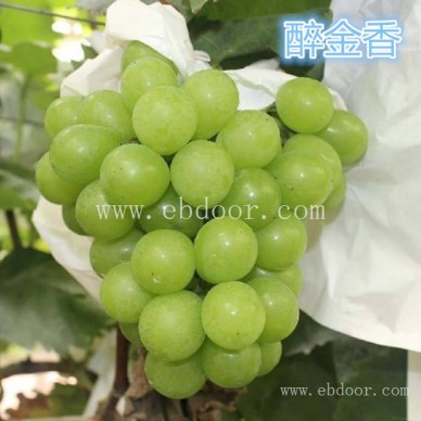 优质葡萄苗基地-金华优质葡萄苗-批发基地【善田苗木】(查看)