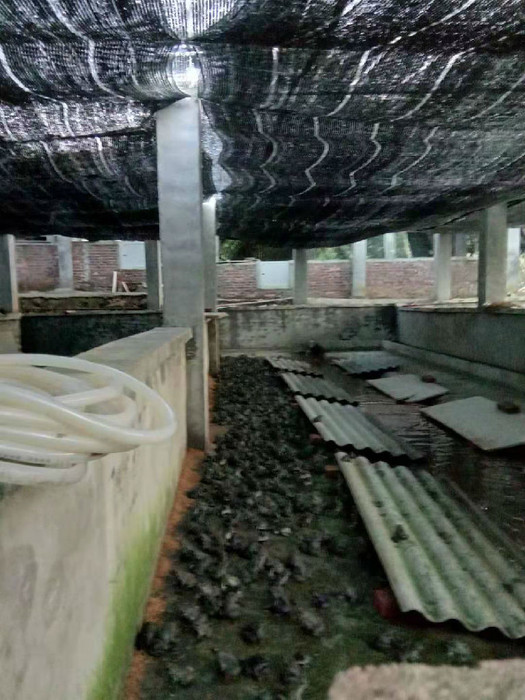 佳鑫石蛙 养殖技术培训 石蛙 蛙苗 石蛙养殖技术培训