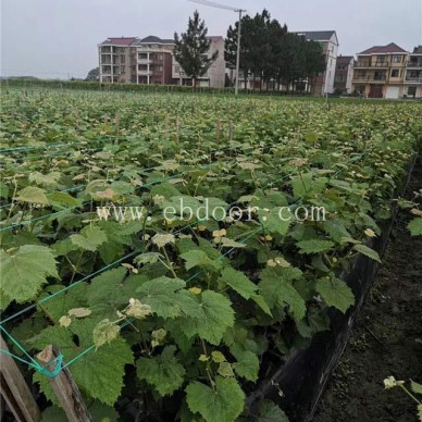 巨峰葡萄苗多少钱一株-巨峰葡萄苗-批发基地【善田苗木】