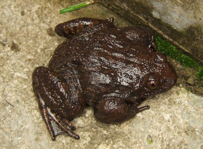 佳鑫石蛙 野生山区养殖 石蛙 个头肥大