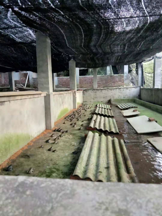 佳鑫石蛙 养殖技术 棘胸蛙 营养价值高