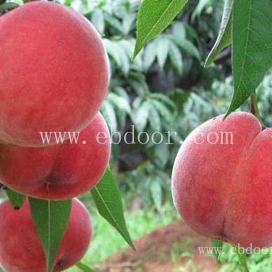 桃子树苗-双宝果树有口皆碑-桃子树苗嫁接