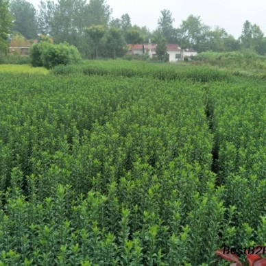 河南占地苗红叶石楠小苗批发