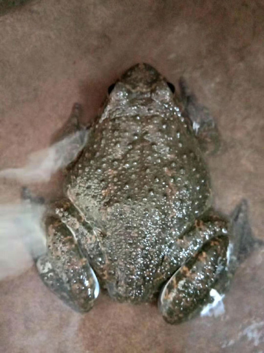 佳鑫石蛙 专业石蛙养殖 蝌蚪 石蛙蝌蚪