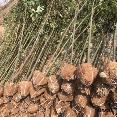 河南红花继木精品苗木批发