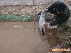 重庆人工青蛙养殖-重庆张勇水产(在线咨询)-重庆青蛙养殖