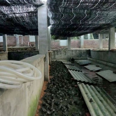 佳鑫石蛙 蝌蚪厂家 小娃 蝌蚪