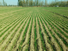 2019年平原县小麦“宽幅精播”技术要点