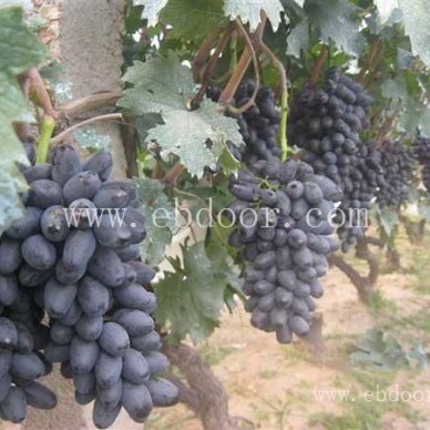 移栽葡萄苗-福建葡萄苗-双宝果树有口皆碑