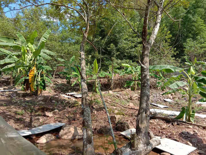 佳鑫石蛙 野生山区养殖 棘胸蛙 蛙厂家