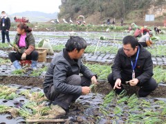 黔西：强化技术效力 助力产业展开