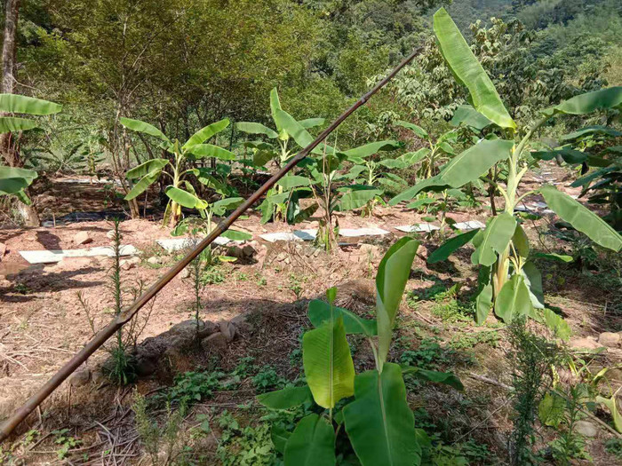 佳鑫石蛙 野生山区养殖 种蛙 野生种蛙蛙厂家