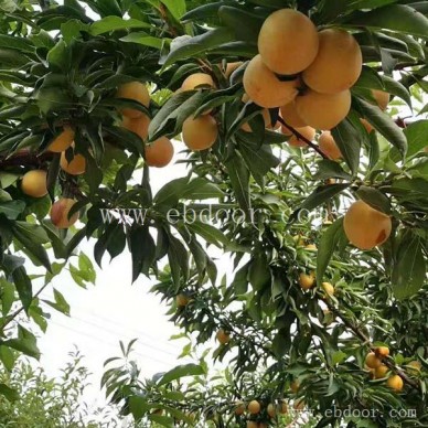 国庆亲子活动-虞城亲子活动-摘吧家庭农场