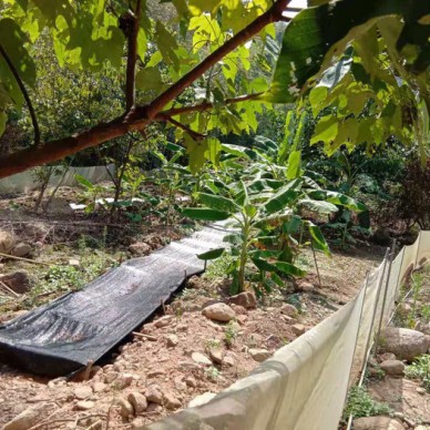 佳鑫石蛙 石蛙厂家 棘胸蛙 野生生态养殖场家