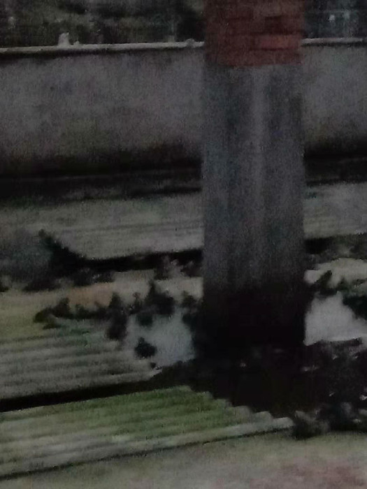 佳鑫石蛙 养殖技术 商品蛙 成蛙