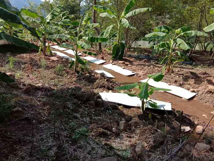 佳鑫石蛙 石蛙 棘胸蛙 野生种蛙蛙厂家